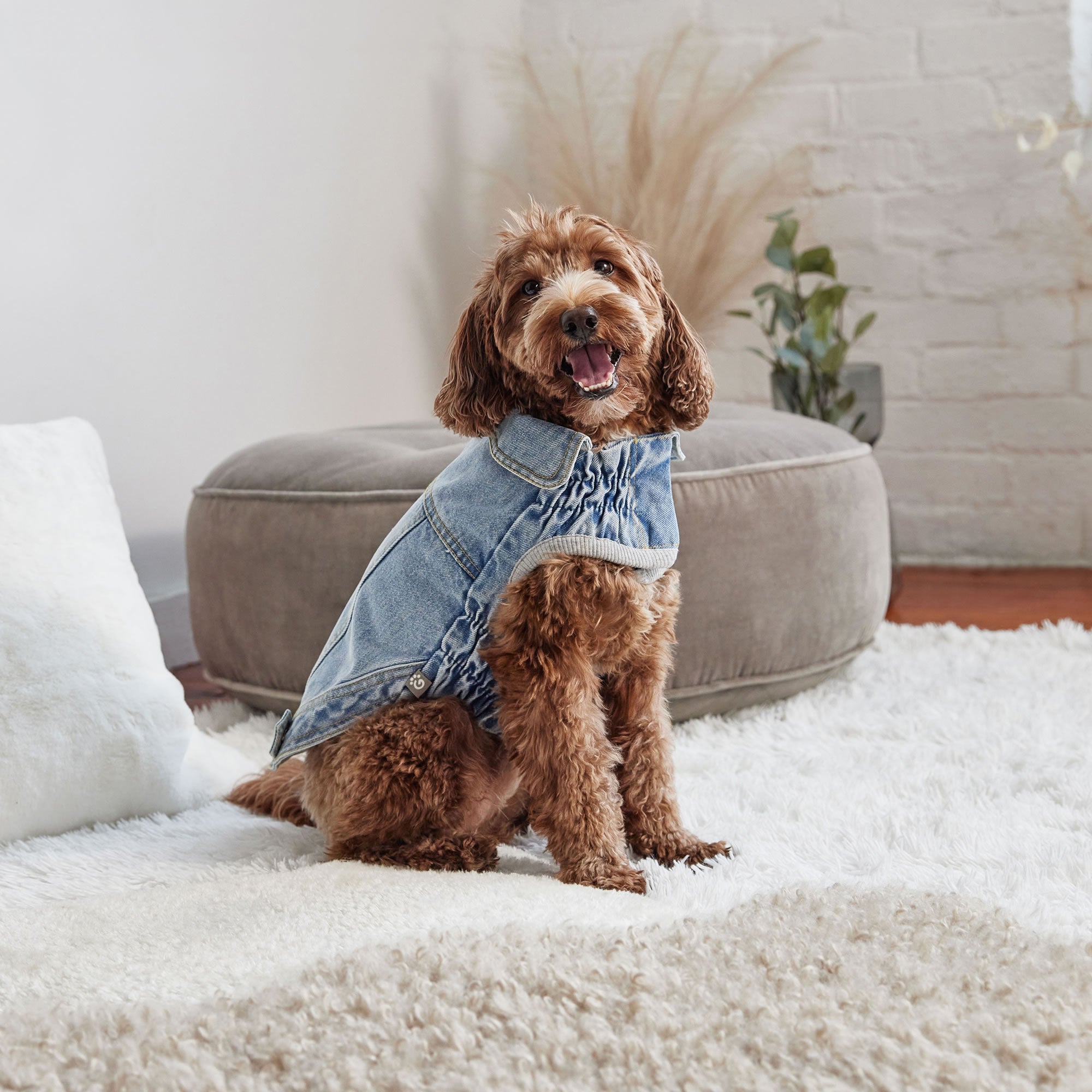 Dog wearing a denim jacket sitting on a white couch in a cozy living room.