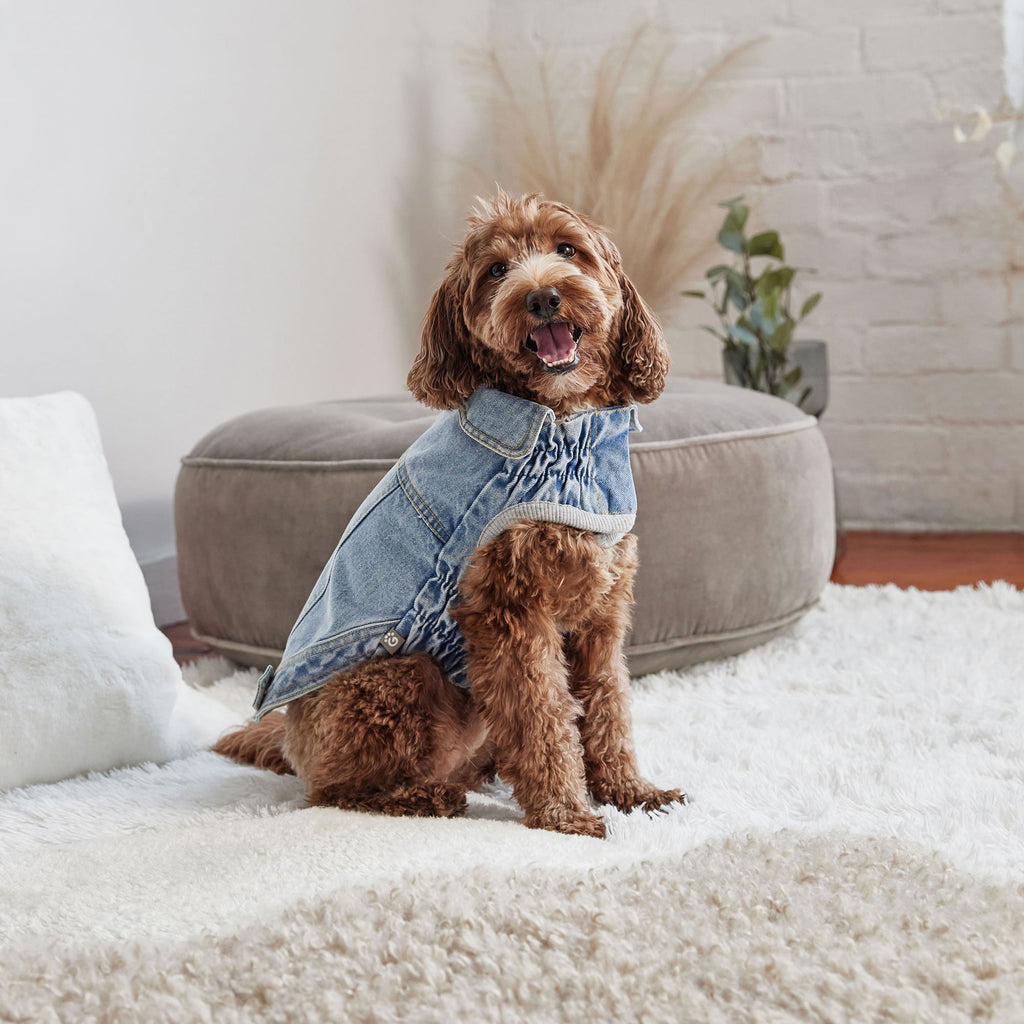 Dog wearing a denim jacket sitting on a white couch in a cozy living room.
