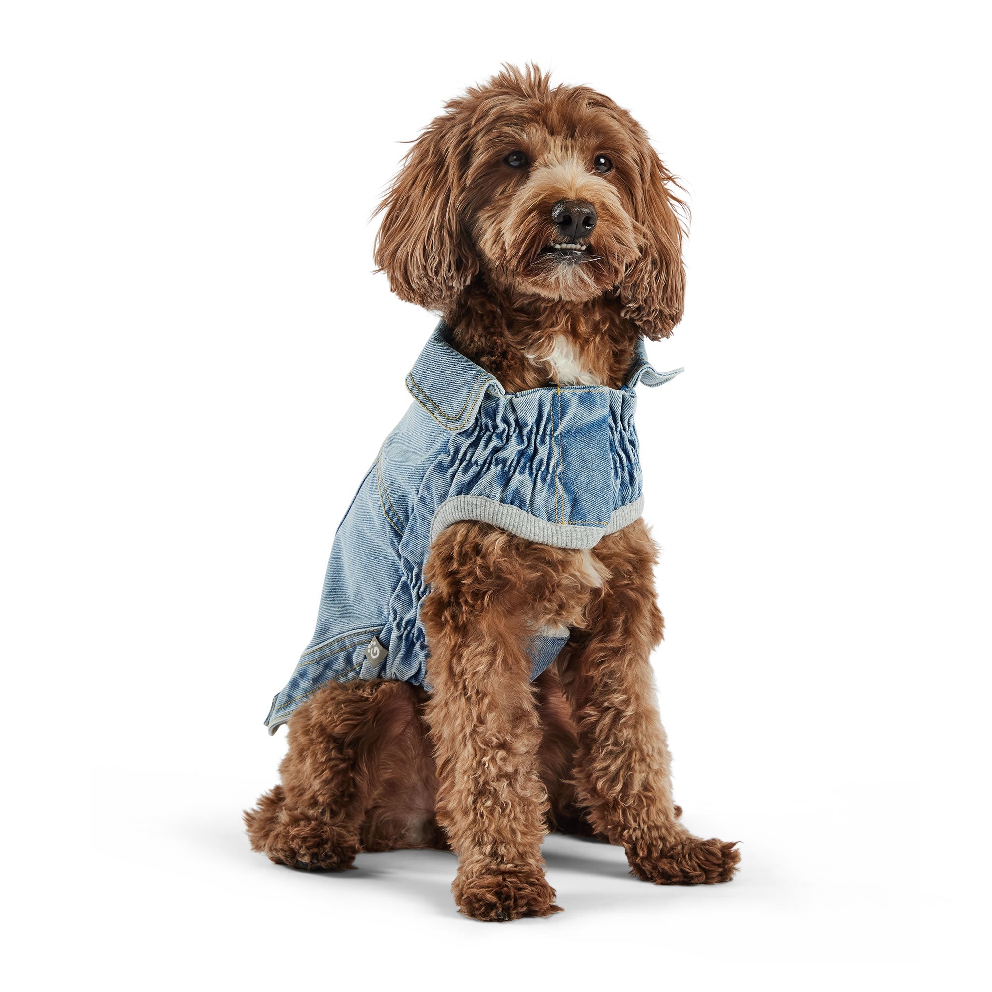 Dog wearing a denim outfit on a white background