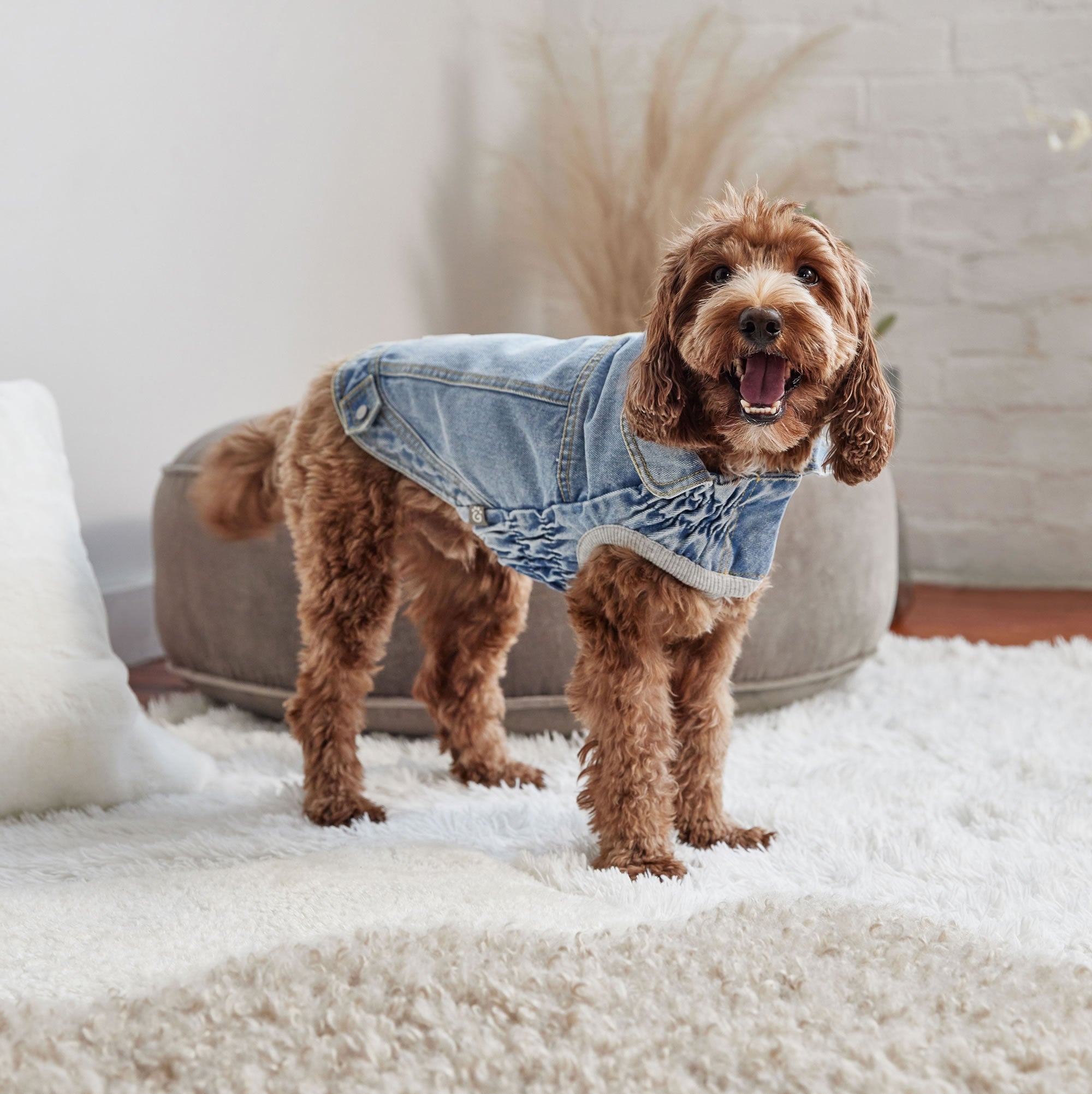 Dog wearing a denim outfit standing on a carpeted floor.
