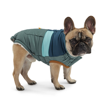 Dog wearing a green and blue puffer coat on a white background