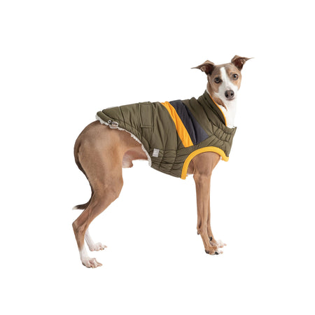 Dog wearing a green jacket with orange trim on a white background