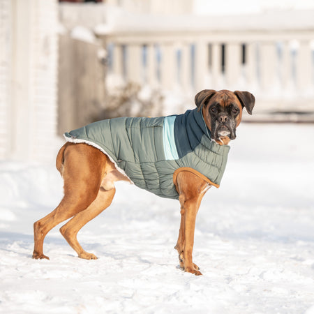 Dog wearing a green puffer coat standing on snow