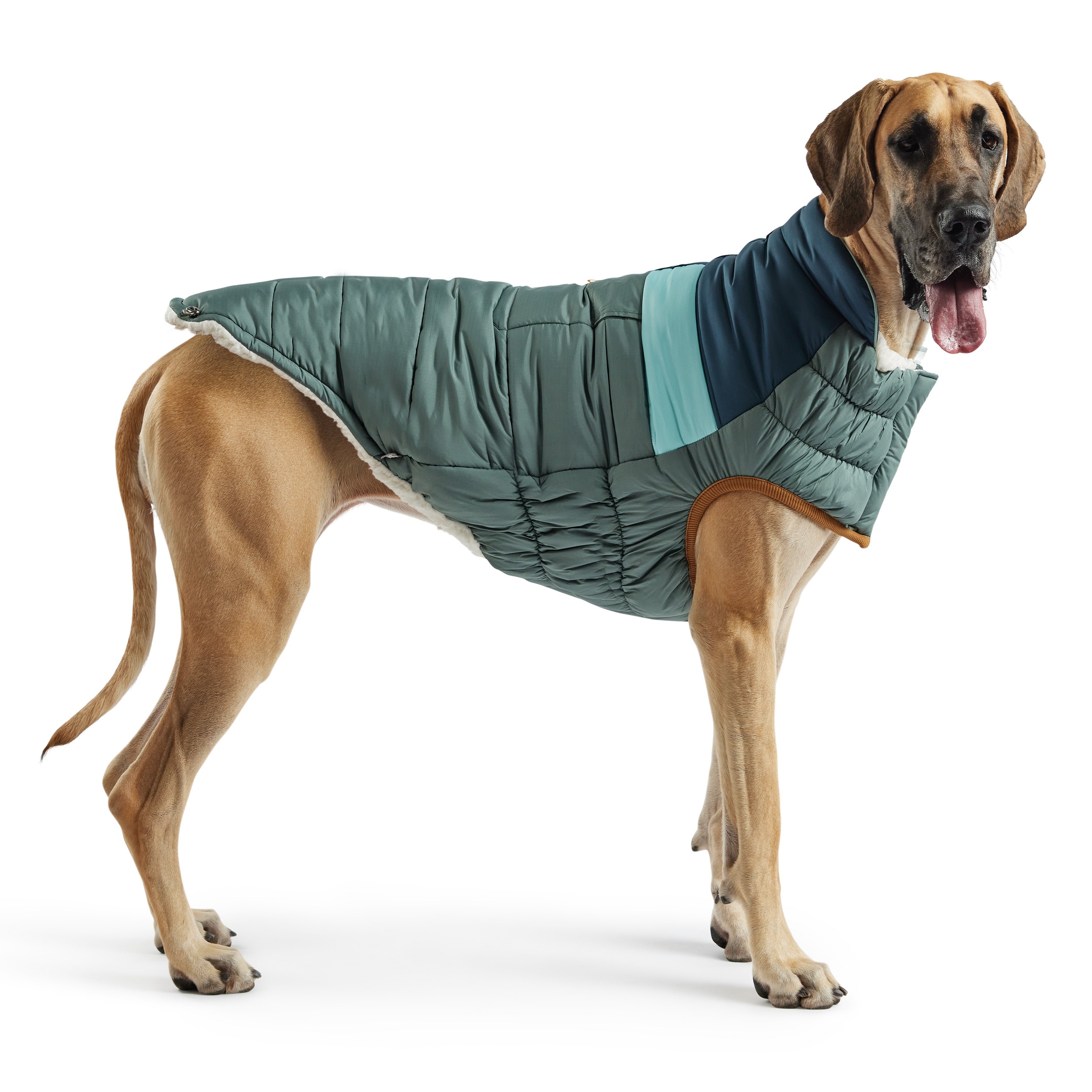 Dog wearing a green quilted coat on a white background