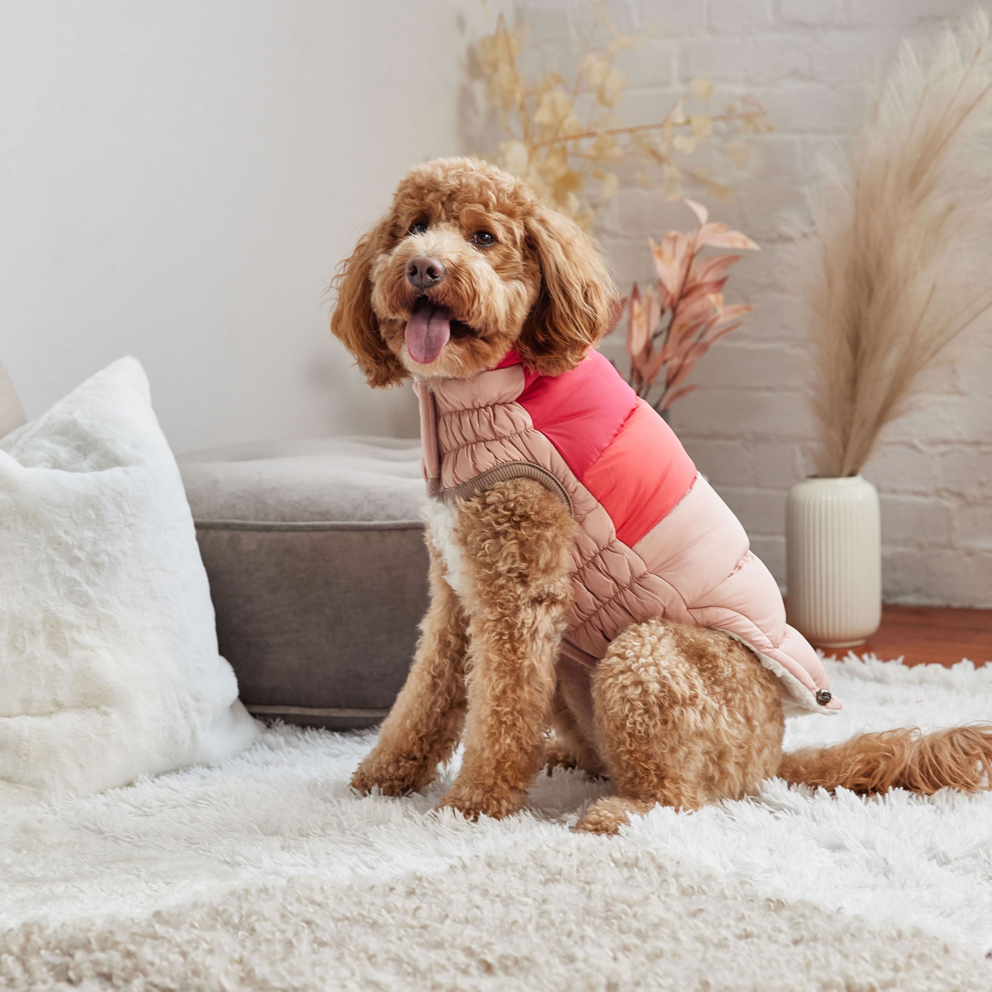 Dog wearing a pink and gray quilted coat sitting on a white rug.