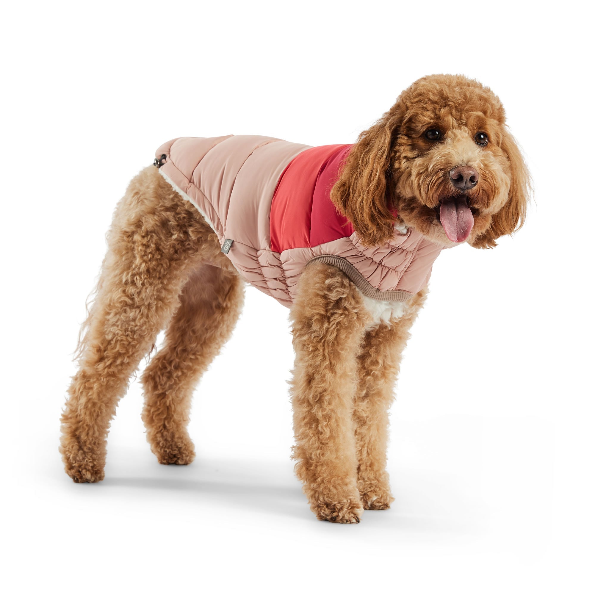 Dog wearing a pink and red puffer jacket on a white background