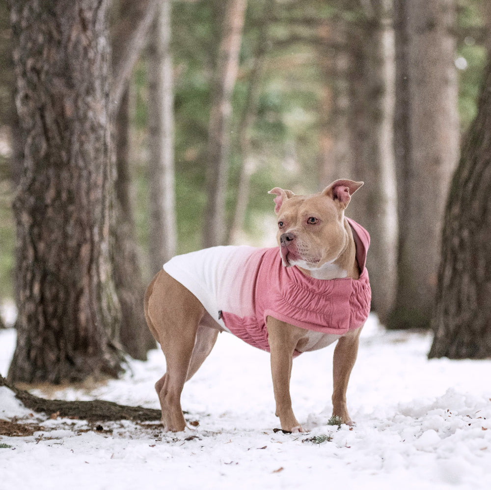 Dog wearing a pink and white coat standing in a snowy forest.