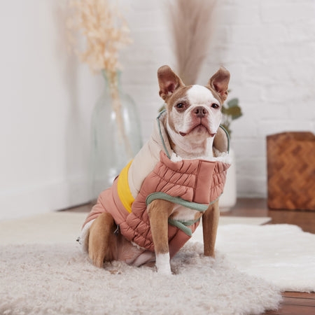 Dog wearing a pink and yellow coat sitting on a carpeted floor.