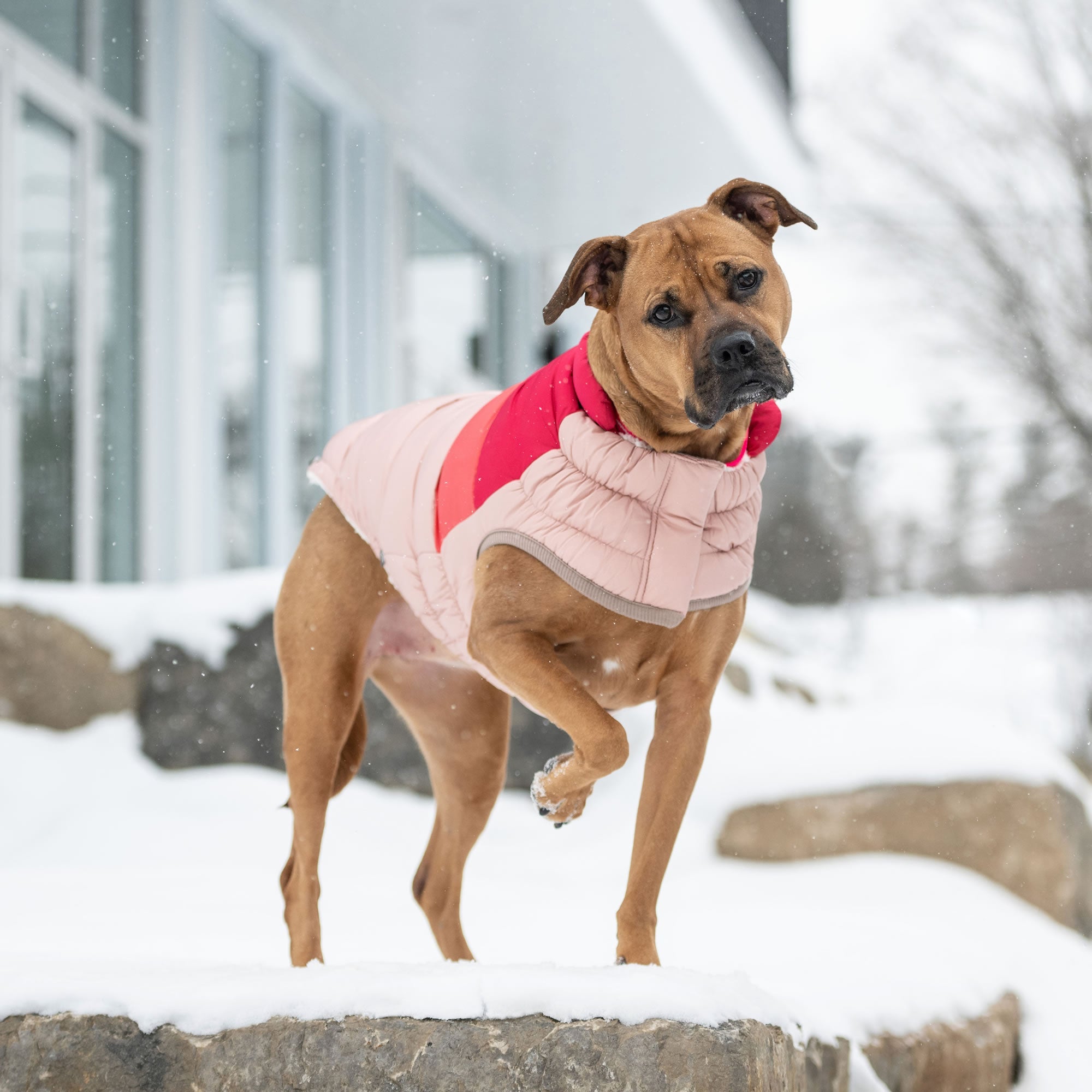 Dog wearing a pink coat and red scarf standing on a snowy ground.