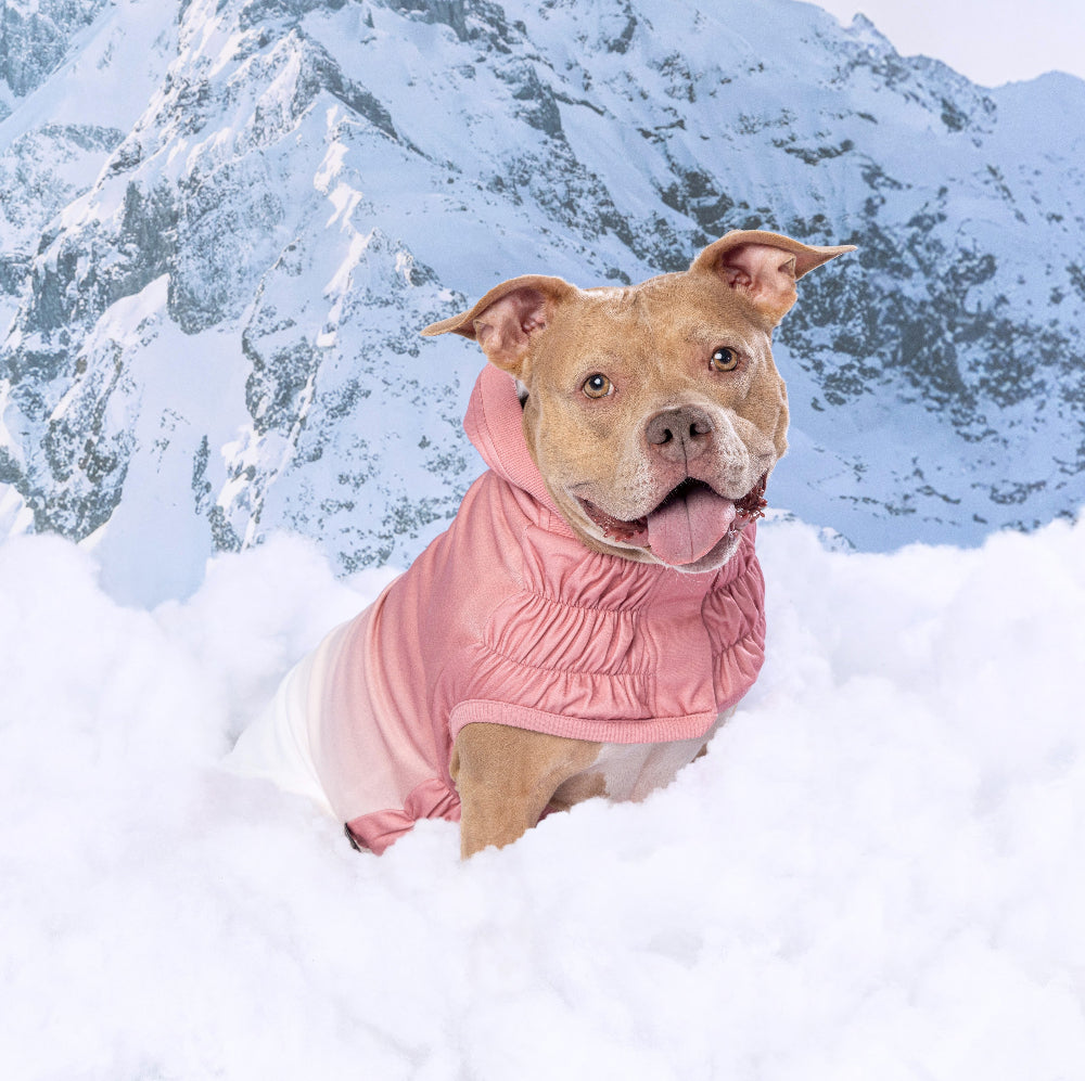 Dog wearing a pink coat in the snow with mountains in the background