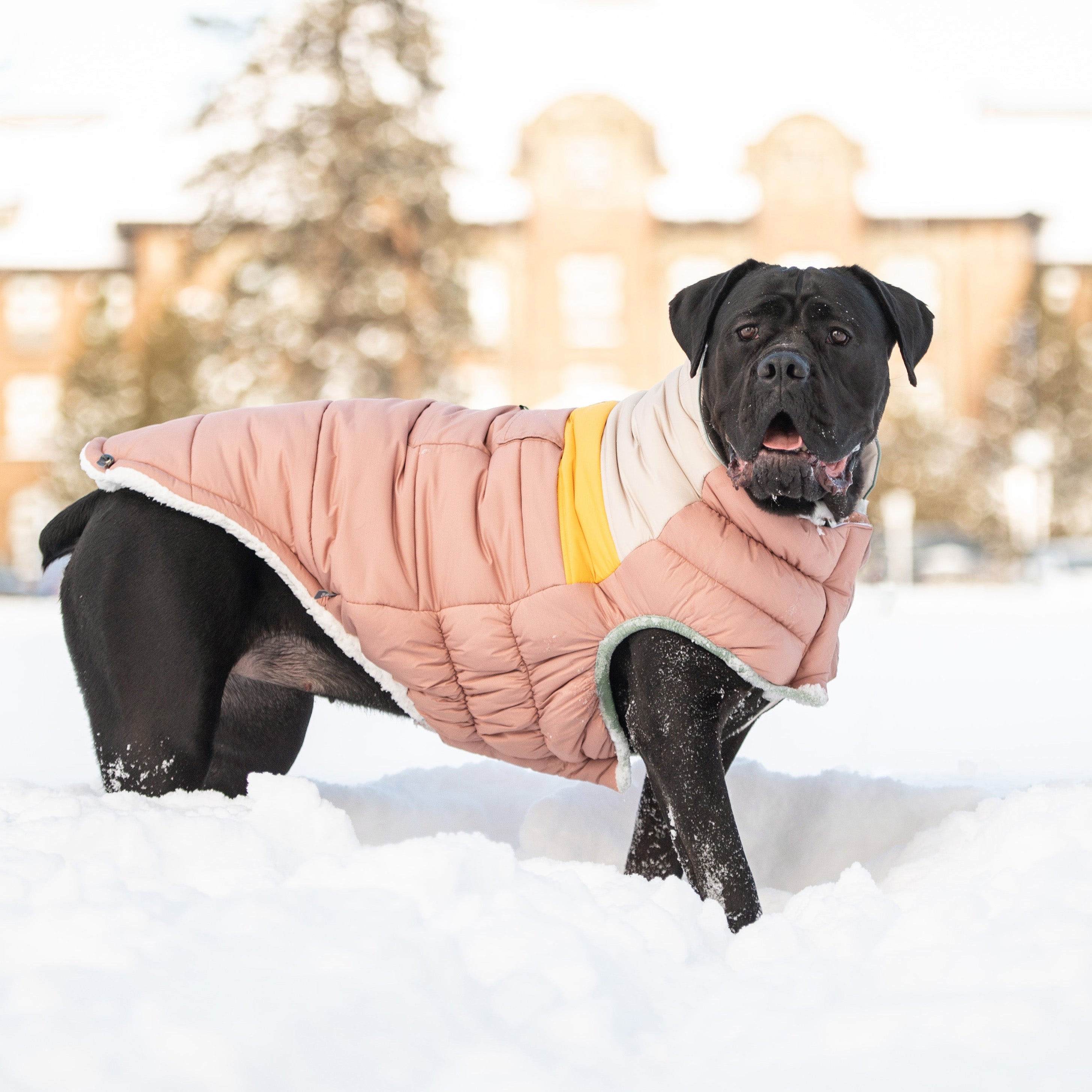 Dog wearing a pink coat standing in the snow with a blurred background