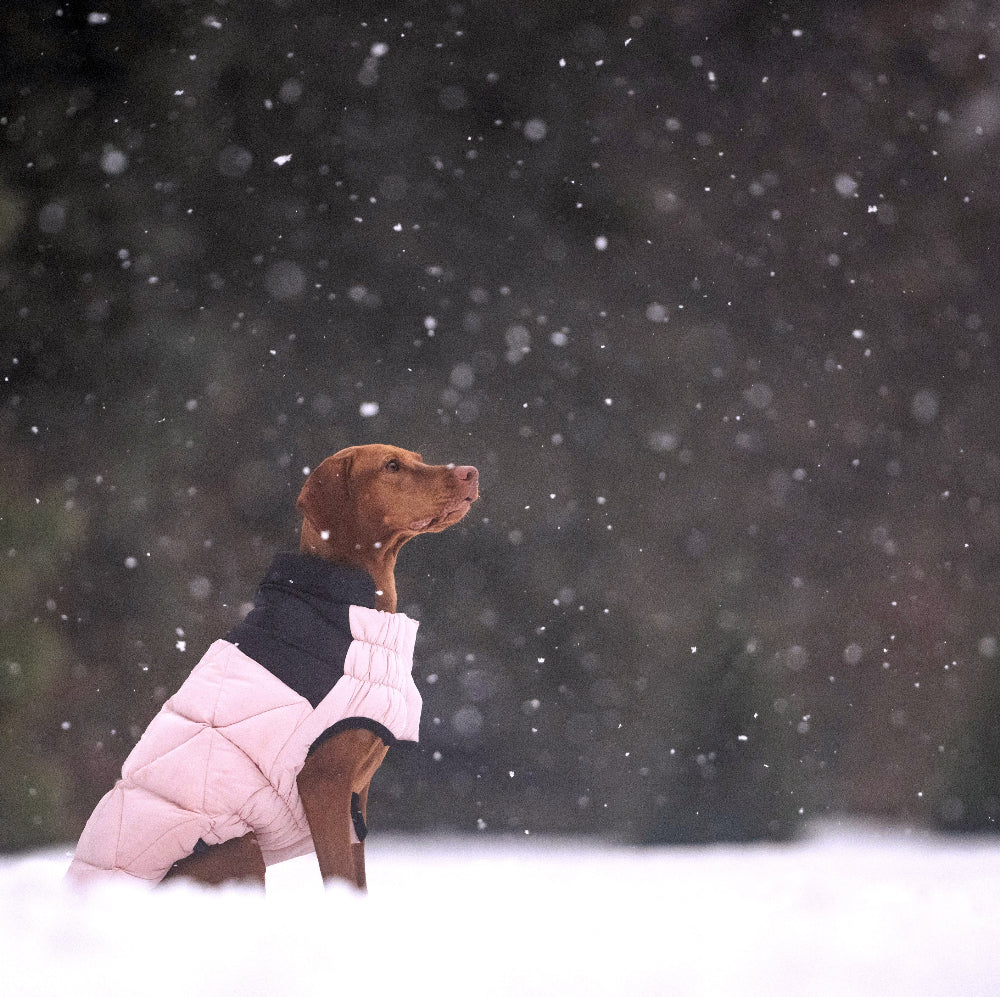 Dog wearing a pink coat standing in the snow with a blurred snowy background
