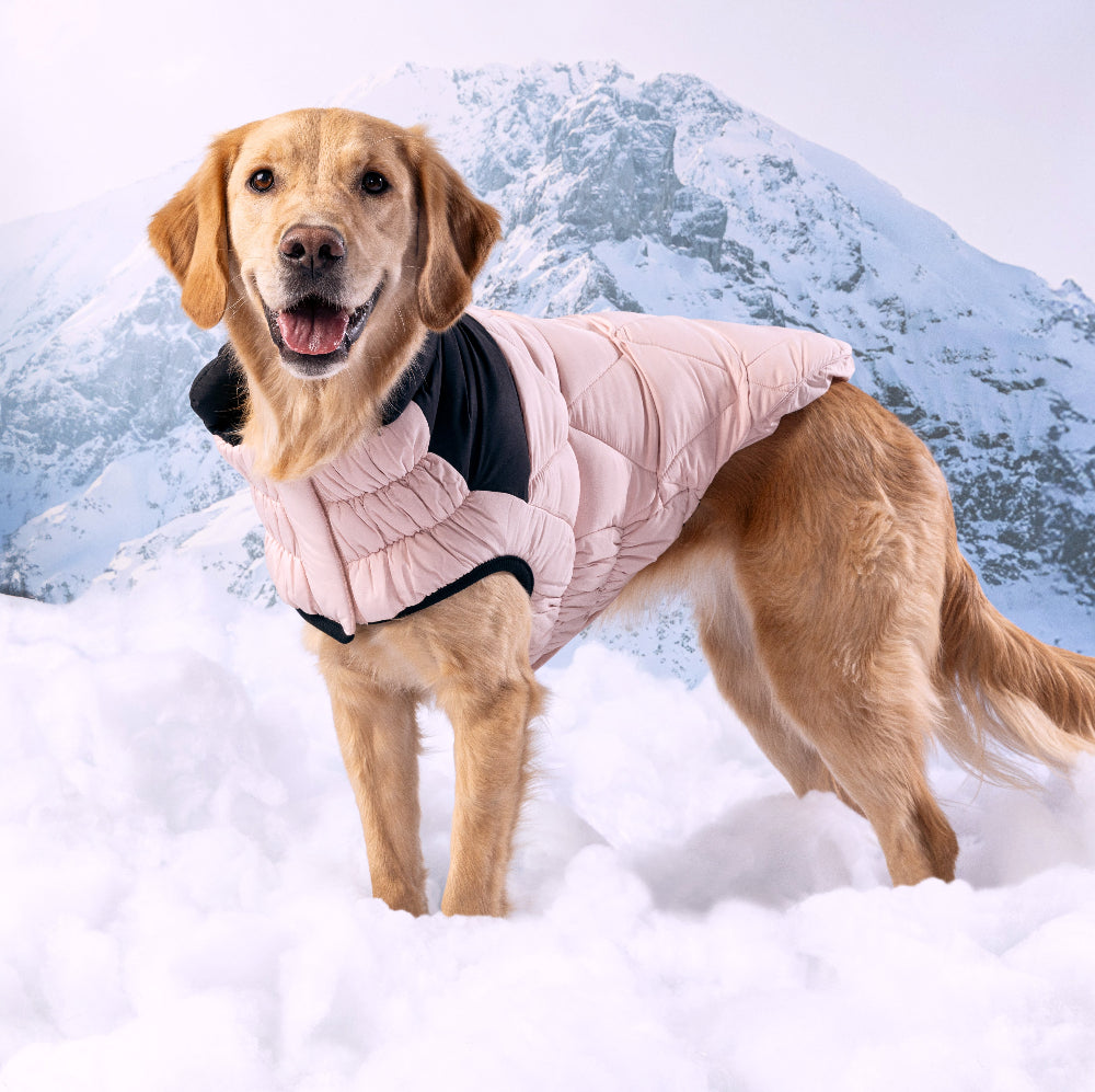 Dog wearing a pink puffer jacket in a snowy landscape