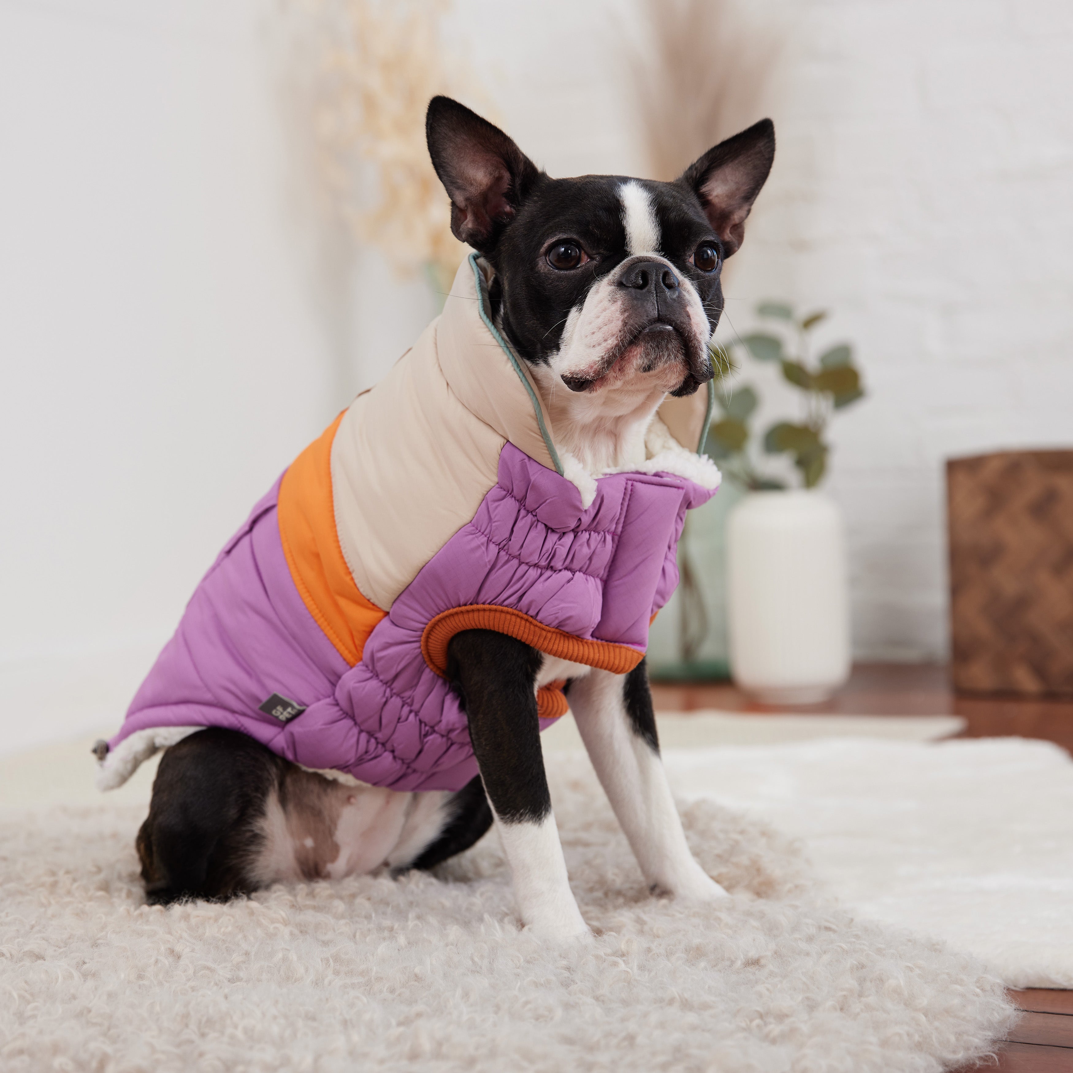 Dog wearing a purple and orange coat sitting on a carpeted floor.