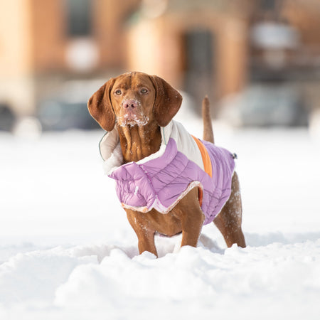 Dog wearing a purple winter coat standing in the snow.
