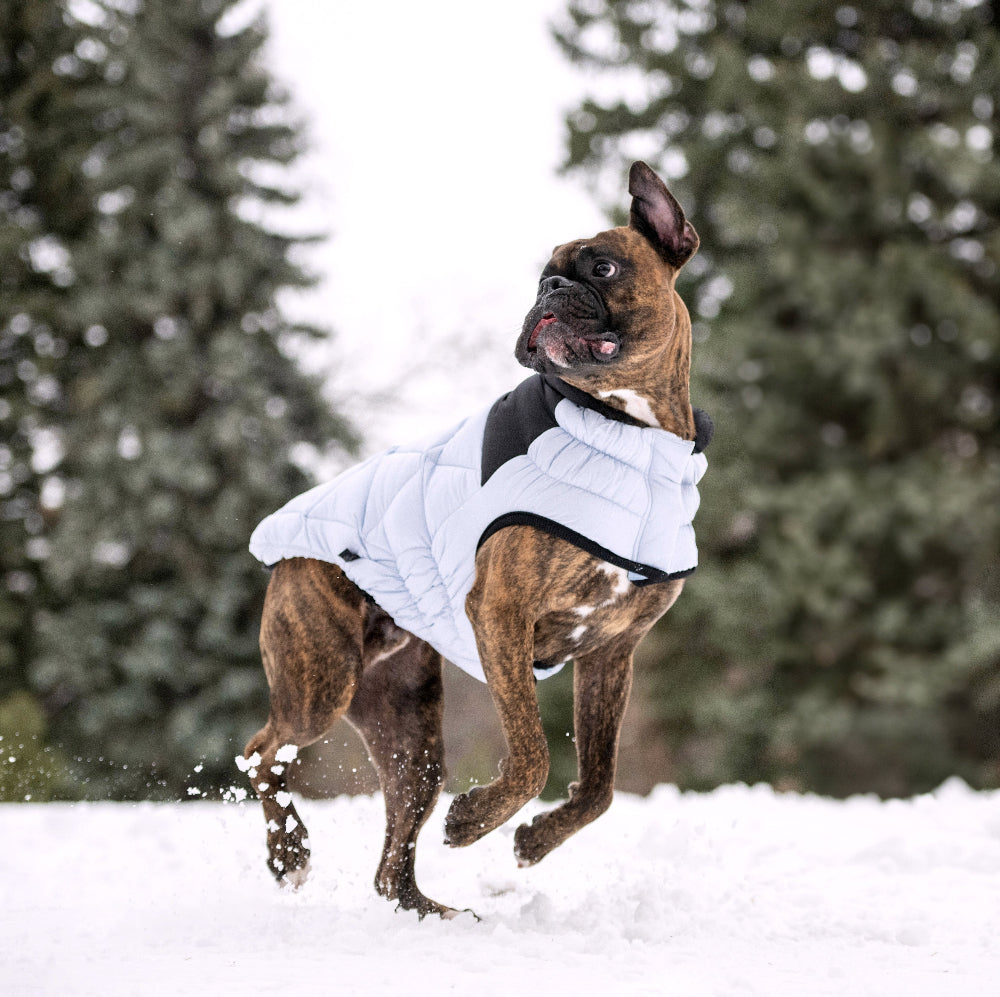 Dog wearing a white coat running in the snow with trees in the background