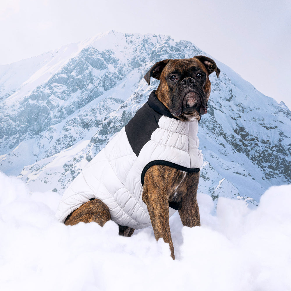 Dog wearing a white puffer jacket in the snow with mountains in the background