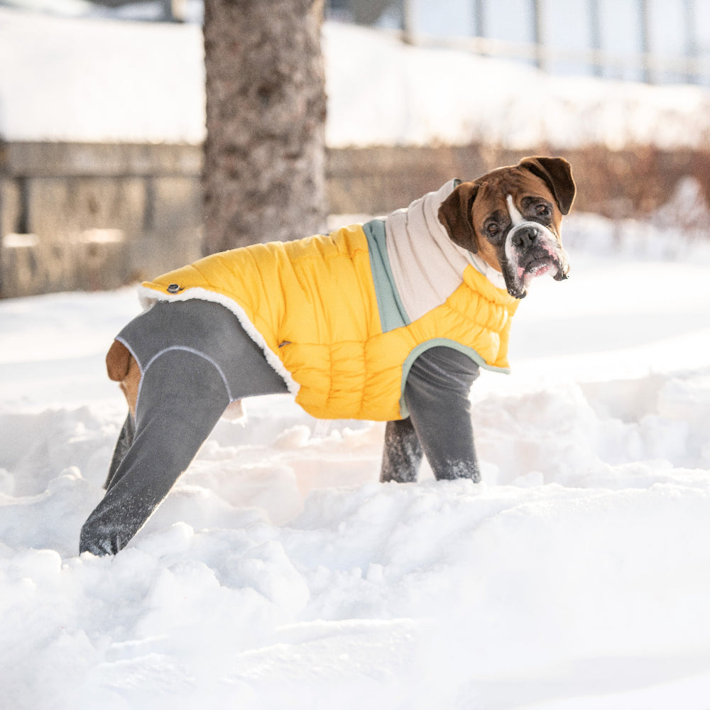 Dog wearing a yellow and gray coat standing in the snow