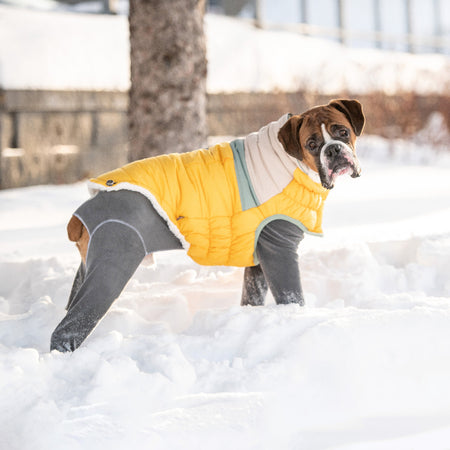 Dog wearing a yellow and gray coat standing in the snow