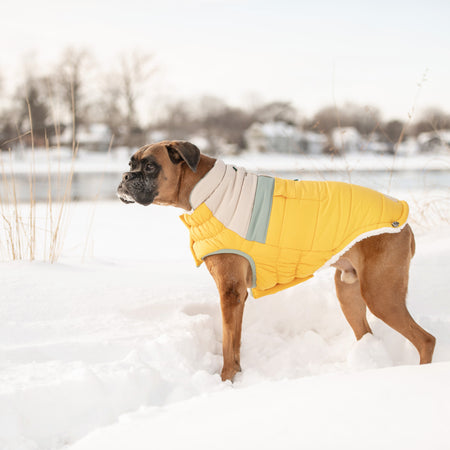Dog wearing a yellow winter coat standing in the snow.