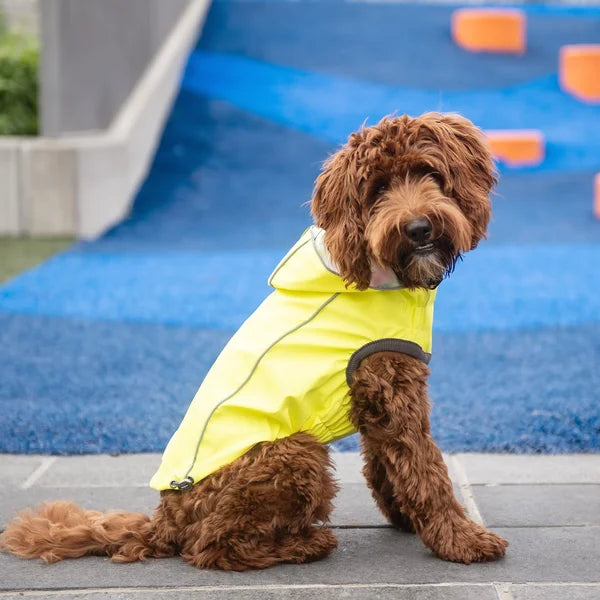 Brown dog wearing a yellow raincoat sitting on a pavement with a blue and orange background.