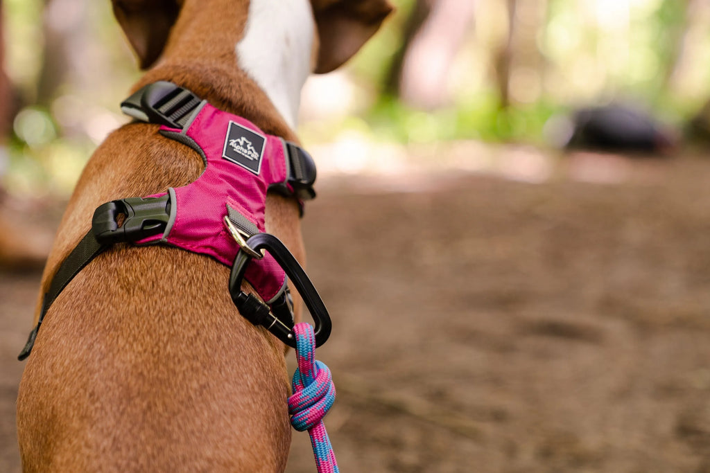 Elements (Purple) 10MM Kernmantle Rope Dog Leash - AlphaPak on dog