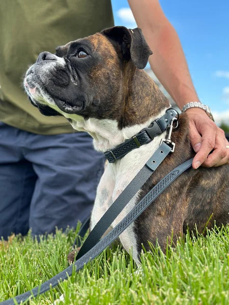 Dog on a leash with a person's hand on its back, standing on grass