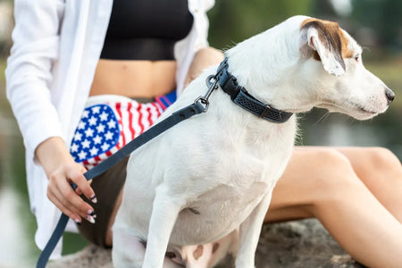 Dog on a leash with a person wearing a flag-patterned garment in an outdoor setting