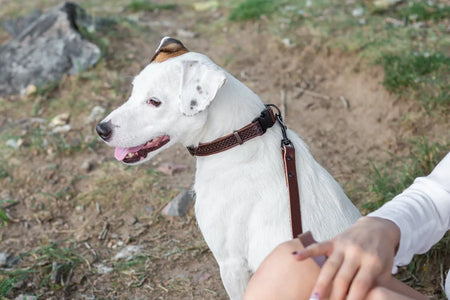 White dog on a leash sitting outdoors with a person partially visible