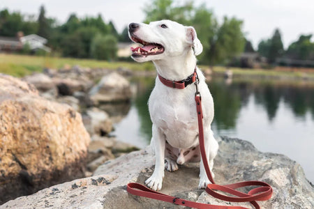White dog on a leash sitting by a body of water with rocks and trees in the background