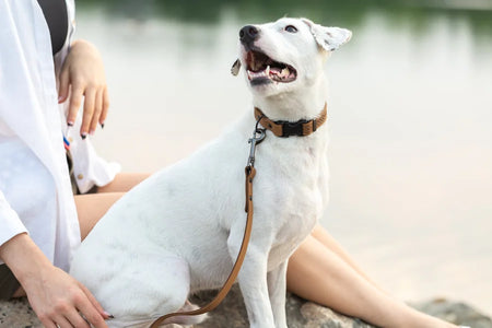 White dog on a leash sitting next to a person by a body of water