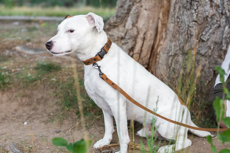 White dog on a leash sitting next to a tree in an outdoor setting