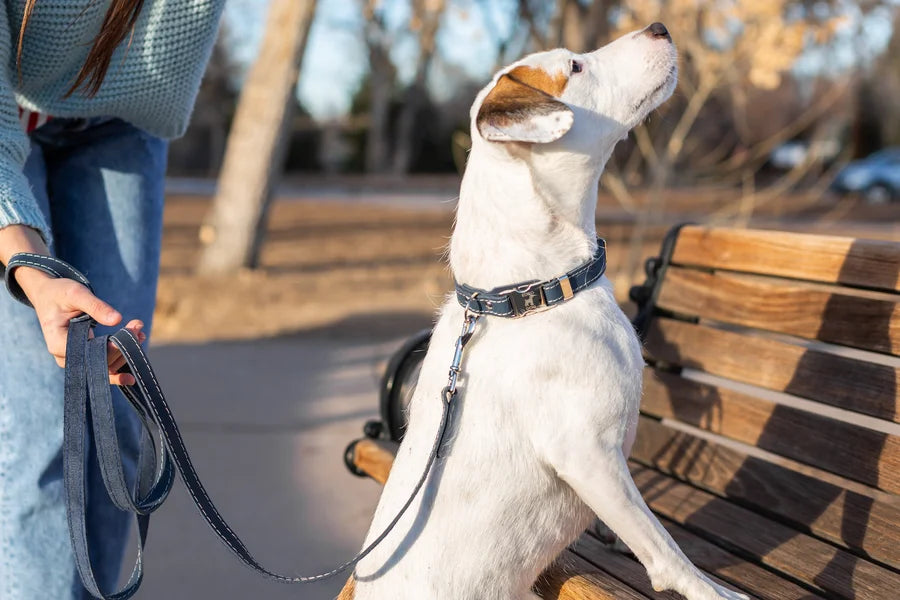 Dog on a leash sitting on a bench with a person partially visible