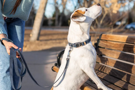 Dog on a leash sitting on a bench with a person partially visible