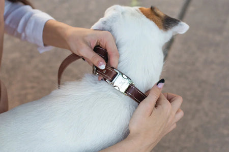 Person adjusting a dog's collar on a small white dog with brown and black markings.