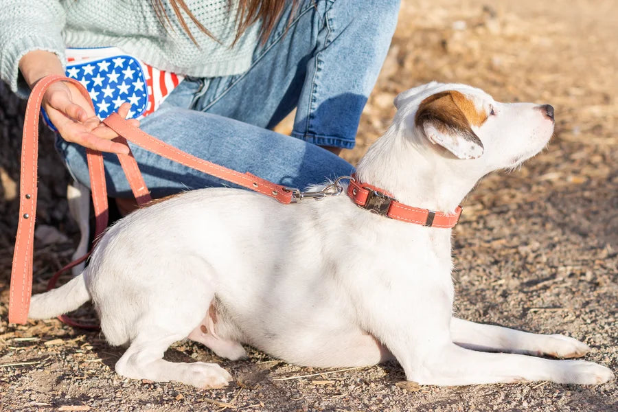 Small white dog on a leash with a person in jeans and a patterned shirt in the background.