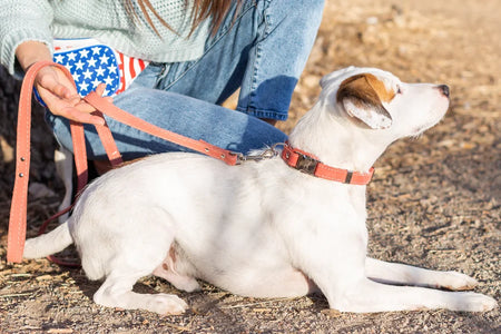Small white dog on a leash with a person in jeans and a patterned shirt in the background.