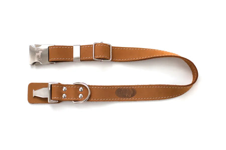 Brown leather dog collar with silver buckle on a white background