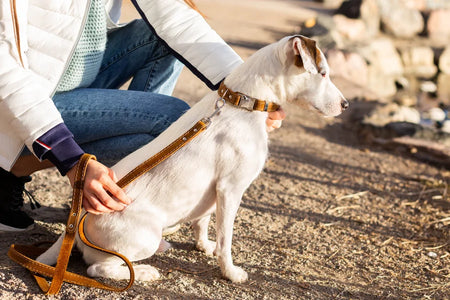 Person holding a dog leash with a white dog on a rocky path