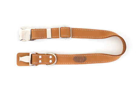 Brown leather dog collar with metal buckle on a white background