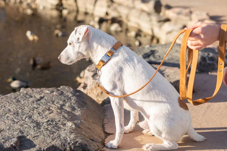 White dog on a leash by a body of water with ducks