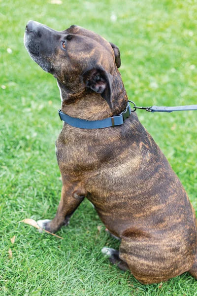 Brindle-colored dog on a leash sitting on grass