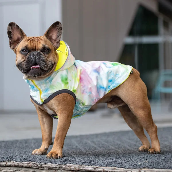 Dog wearing a colorful raincoat standing on a pavement.