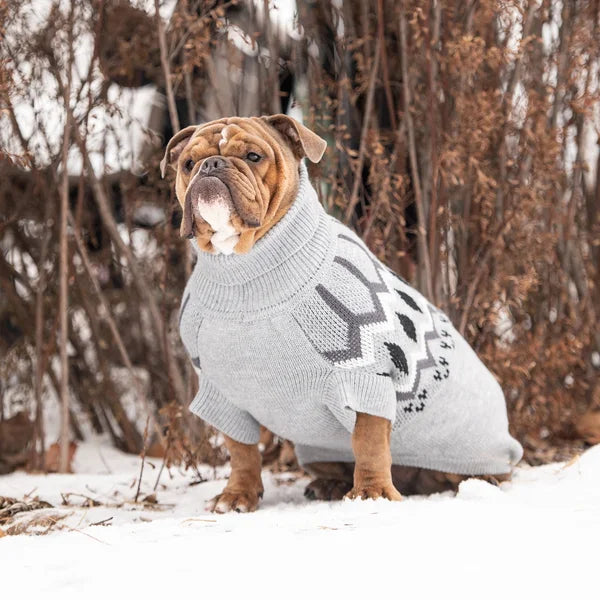 Dog wearing a gray sweater with paw prints in a snowy forest