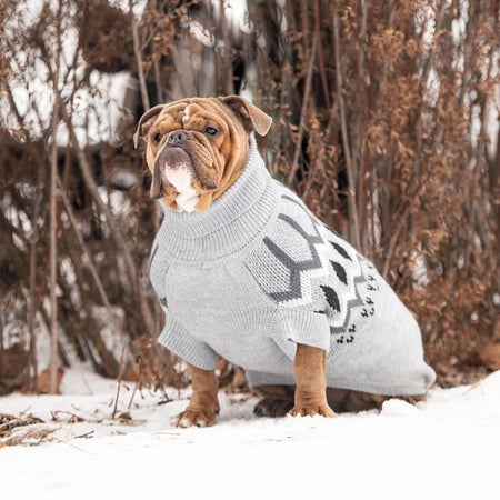 Dog wearing a gray sweater with paw prints in a snowy forest