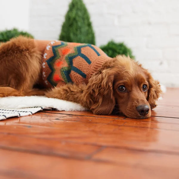 Dog wearing a colorful sweater on a wooden floor with plants in the background