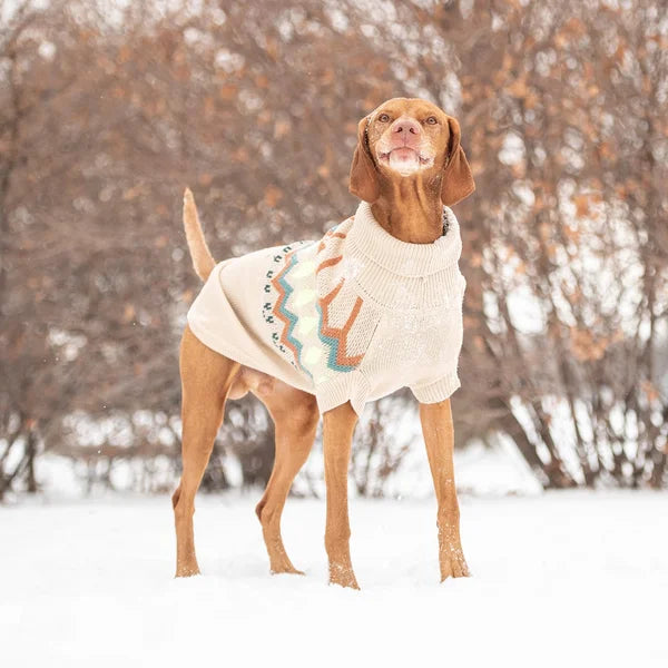 Dog wearing a sweater standing in a snowy landscape with trees in the background