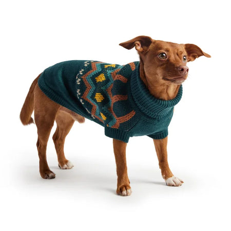 Dog wearing a teal sweater with colorful patterns on a white background