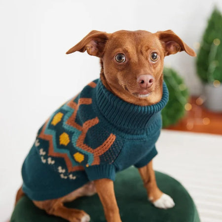Dog wearing a blue sweater with geometric patterns on a white background