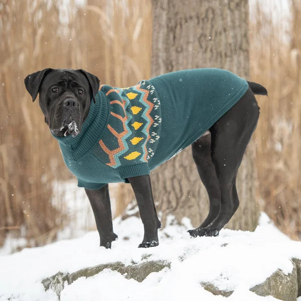 Black dog wearing a teal sweater with a winter forest background
